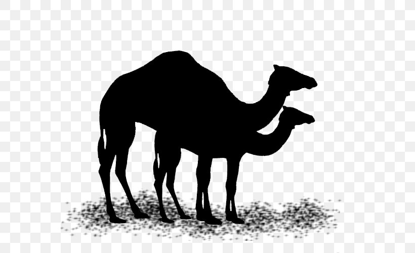 Dromedary Mustang Pack Animal Black & White, PNG, 600x500px, Dromedary, Adaptation, Animal, Arabian Camel, Bactrian Camel Download Free
