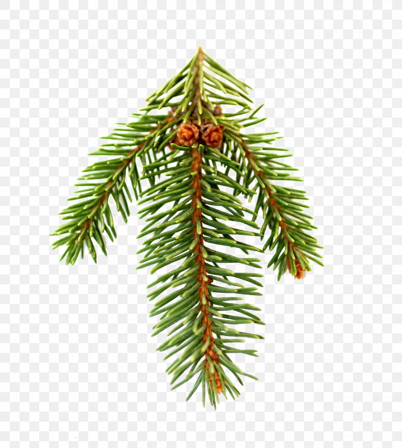 Fir Pine Spruce Christmas Tree, PNG, 2328x2595px, Fir, Branch, Christmas Decoration, Christmas Ornament, Christmas Tree Download Free