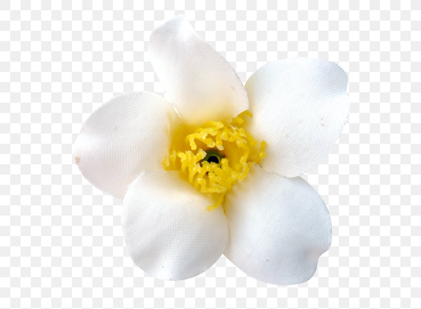 Narcissus Moth Orchids Flowering Plant Petal, PNG, 699x602px, Narcissus, Flower, Flowering Plant, Moth Orchid, Moth Orchids Download Free