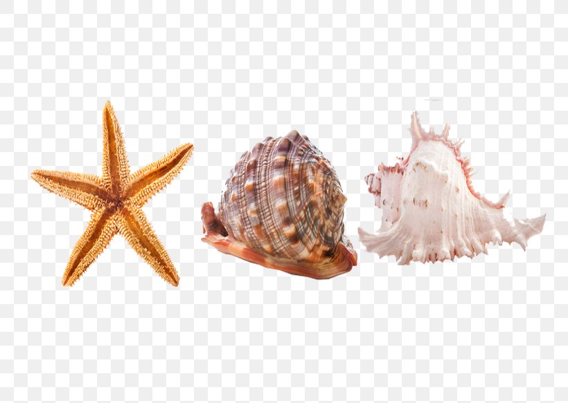 Seashell Sea Snail Seabed Icon, PNG, 800x583px, Seashell, Cockle, Conch, Conchology, Marine Biology Download Free