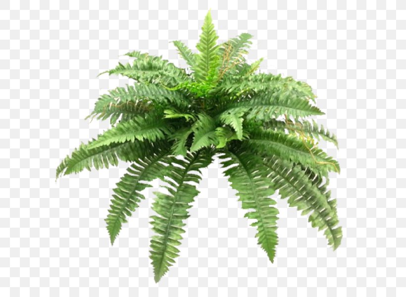 Sword Fern Cycad Plant Shrub, PNG, 800x600px, Fern, Cycad, Ferns And Horsetails, Flower Bouquet, Google Download Free