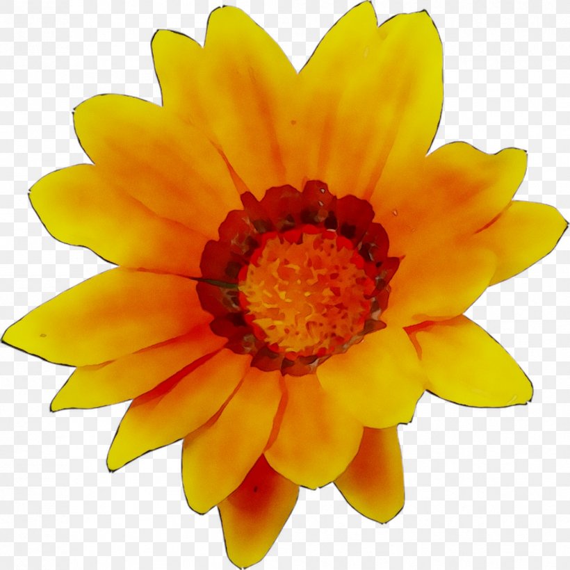 Transvaal Daisy Chrysanthemum Dahlia, PNG, 1044x1044px, Transvaal Daisy, Annual Plant, Artificial Flower, Barberton Daisy, Calendula Download Free