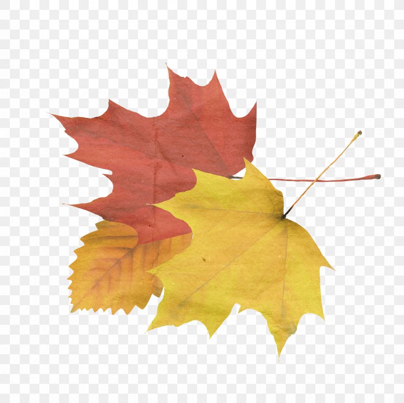 Autumn Leaf Clip Art, PNG, 2362x2362px, Autumn, Deciduous, Information, Leaf, Liqiu Download Free