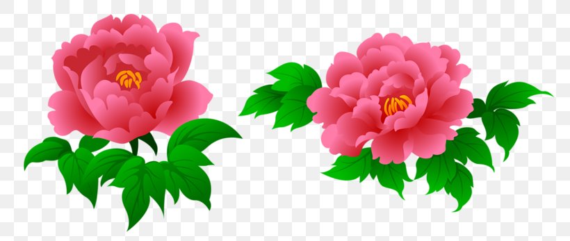Peony Flower Clip Art, PNG, 800x347px, Peony, Annual Plant, Cut Flowers, Dahlia, Drawing Download Free