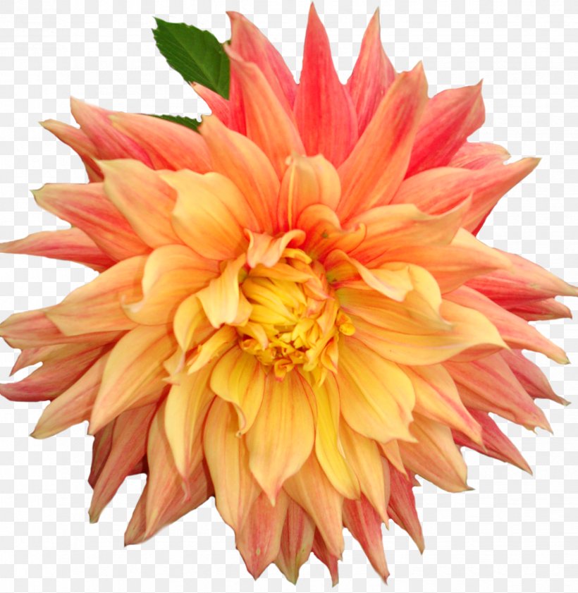 Dahlia Flower Clip Art, PNG, 2448x2511px, Dahlia, Annual Plant, Chrysanths, Cut Flowers, Daisy Family Download Free