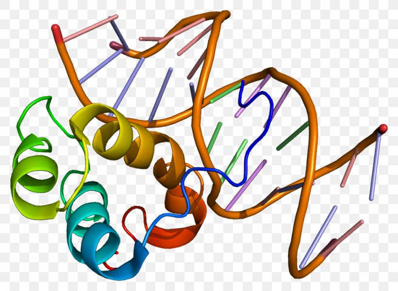 PITX3 Homeobox PITX2 Gene Protein, PNG, 973x711px, Watercolor, Cartoon, Flower, Frame, Heart Download Free