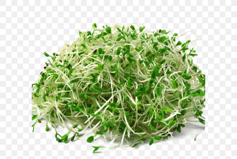 Alfalfa Sprouts Seed Sprouting Organic Food, PNG, 600x550px, Alfalfa, Agriculture, Alfalfa Sprouts, Broccoli Sprouts, Fruit Download Free