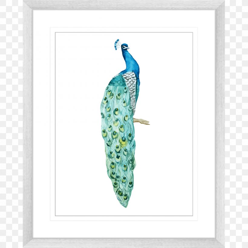 Bird Asiatic Peafowl Photography Feather, PNG, 1000x1000px, Bird, Aqua, Asiatic Peafowl, Drawing, Feather Download Free
