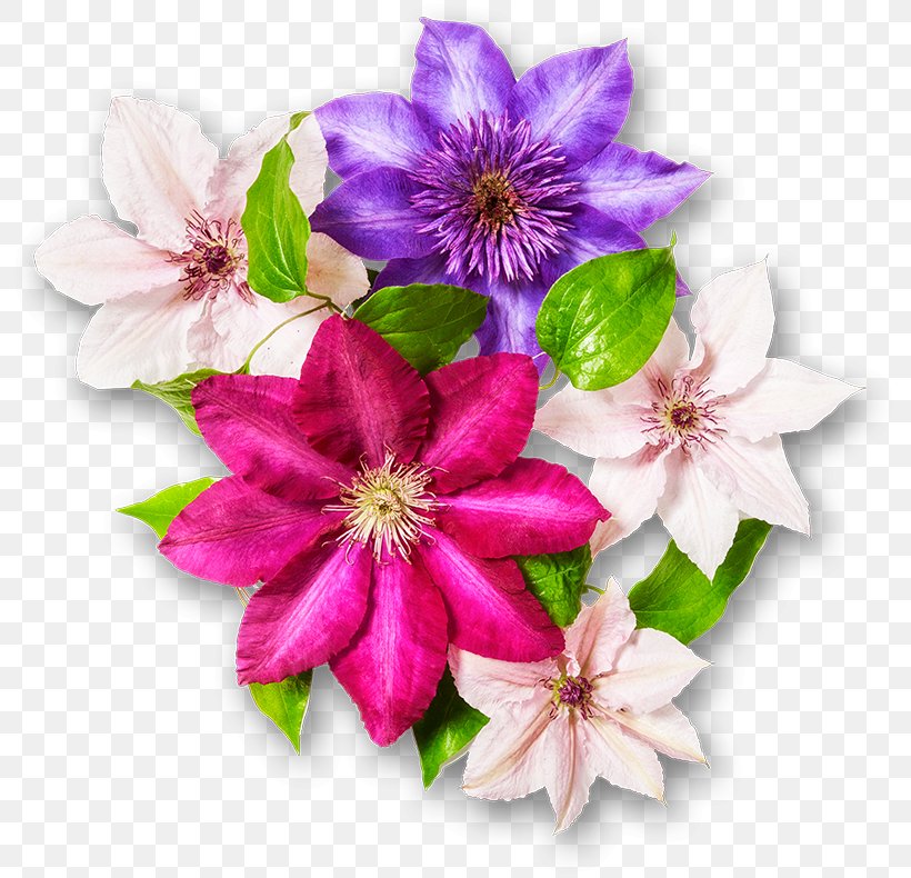 Cut Flowers Floral Design Garden Clematis Viticella, PNG, 800x790px, Flower, Clematis, Clematis Viticella, Cut Flowers, Floral Design Download Free