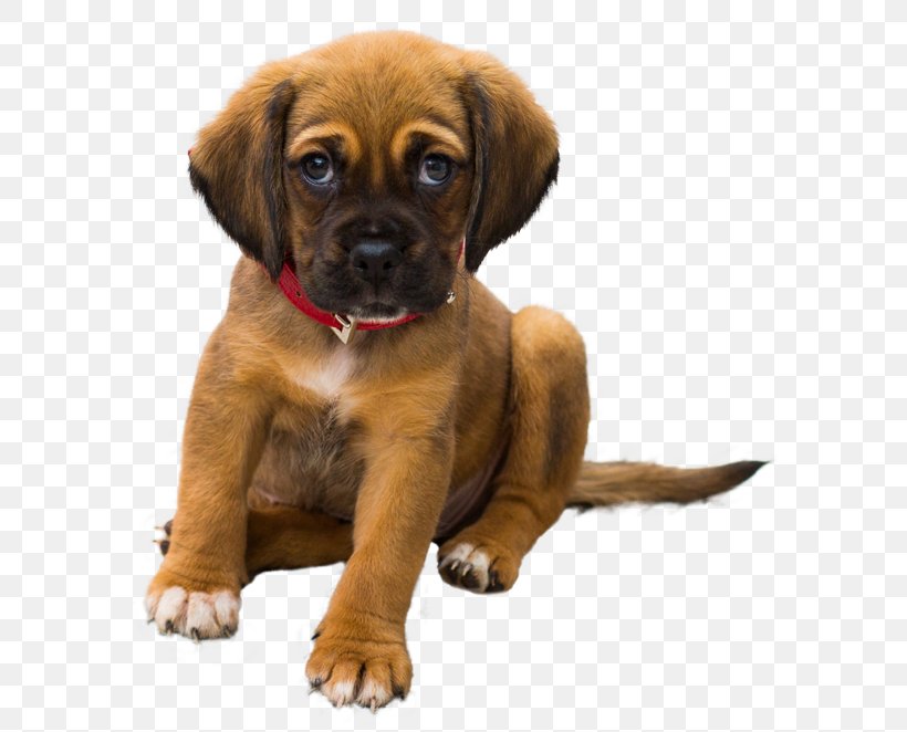 Dog Pet Veterinarian Cat Puppy, PNG, 624x662px, Dog, Animal, Animal Rescue Group, Animal Shelter, Carnivoran Download Free