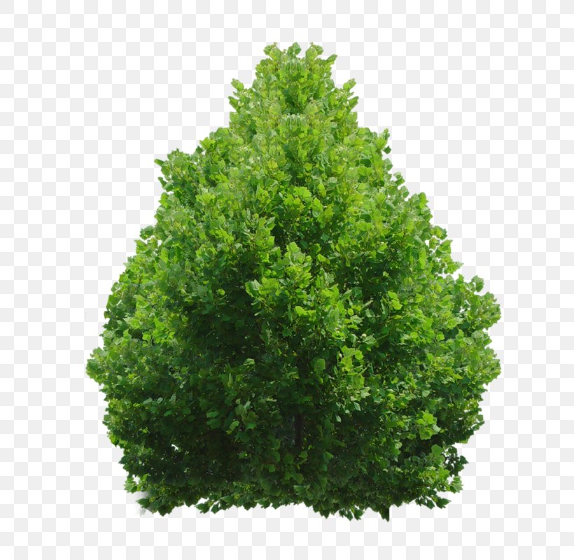 Evergreen Trees And Shrubs Clip Art, PNG, 721x800px, Shrub, Biome, Conifer, Deviantart, Evergreen Download Free