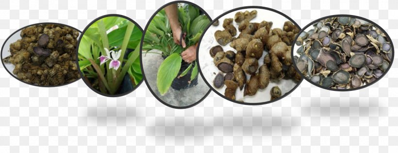 Kaempferia Parviflora Health Arabica Coffee Herbaceous Plant, PNG, 1824x702px, Kaempferia Parviflora, Arabica Coffee, Bindii, Body Jewelry, Coffee Download Free