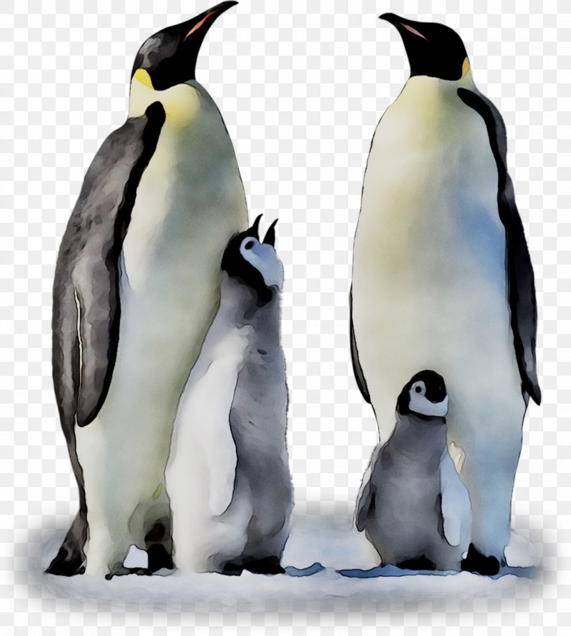 King Penguin Fauna Beak, PNG, 1115x1244px, King Penguin, Beak, Bird, Emperor Penguin, Fauna Download Free