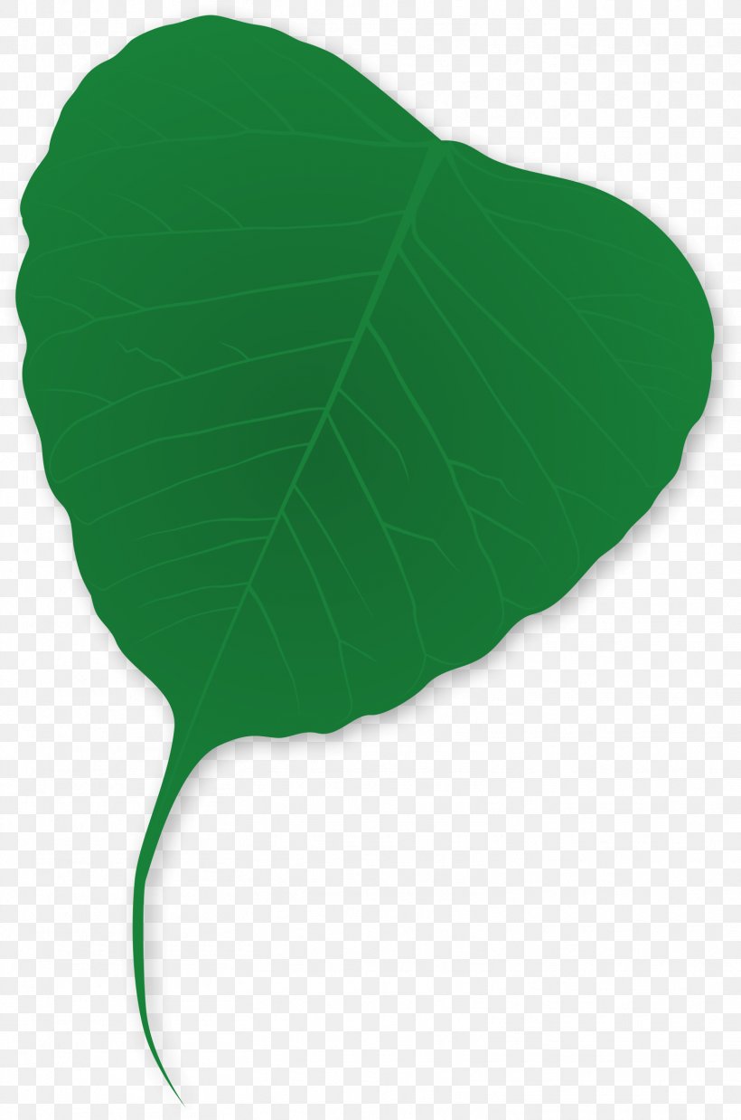 Leaf Green Plant, PNG, 1566x2365px, Leaf, Green, Plant Download Free