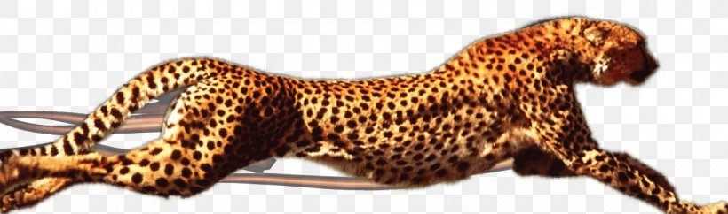 Leopard Like A Cheetah Elgin Kwik Out Bail Bonds, PNG, 1280x379px, Leopard, Animal, Animal Figure, Art, Austin Download Free