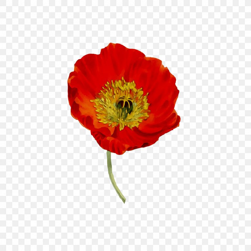 Poppy Clip Art Image Illustration, PNG, 1420x1420px, Poppy, Anemone, Botanical Illustration, Botany, Common Poppy Download Free
