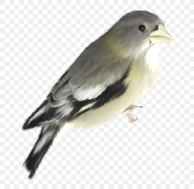Bird House Sparrow Yellow, PNG, 800x800px, Bird, Beak, Chickadee, Color, Cuculiformes Download Free