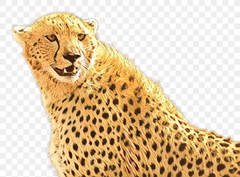 Desktop Wallpaper Tiger Cheetah Image Display Resolution, PNG, 850x626px, Tiger, African Leopard, Animal, Animal Figure, Big Cats Download Free