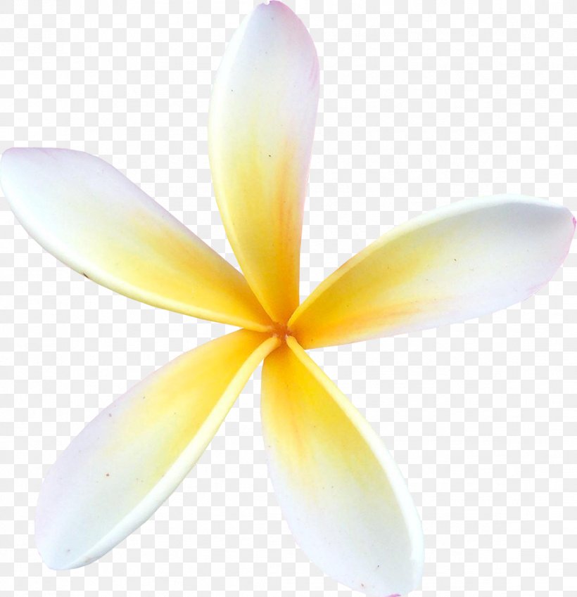 Flower Centerblog Petal, PNG, 1159x1200px, Flower, Blog, Centerblog, Color, Hit Single Download Free