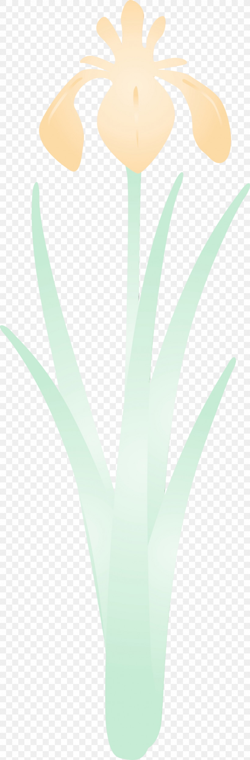 Green Leaf Plant Flower Perennial Plant, PNG, 988x3000px, Iris Flower, Flower, Green, Leaf, Paint Download Free