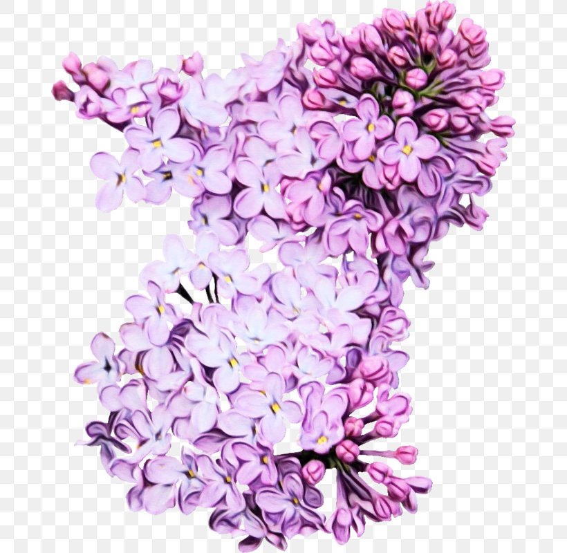 Lavender, PNG, 672x800px, Watercolor, Cut Flowers, Flower, Lavender, Lilac Download Free