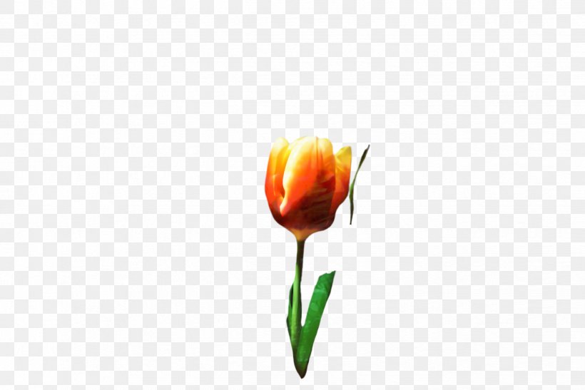 Lily Flower Cartoon, PNG, 2444x1632px, Tulip, Blossom, Botany, Bud, Closeup Download Free