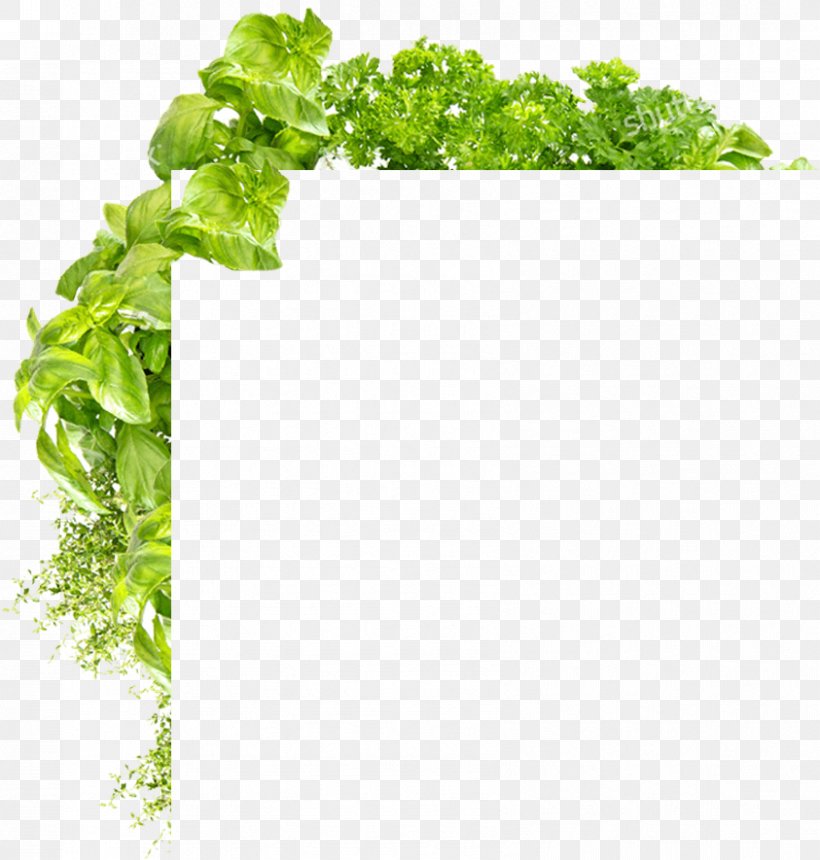 Parsley Flowerpot Nutrition Leaf, PNG, 843x885px, Parsley, Flowerpot, Grass, Herb, Leaf Download Free