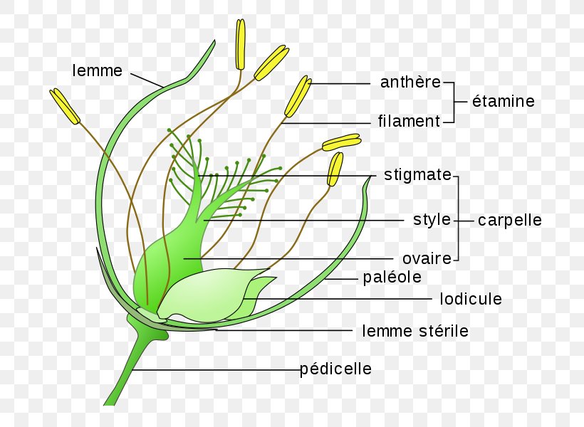 Grasses Flower Perianth Cereal Grain, PNG, 739x600px, Grasses, Anatomy, Cereal, Commodity, Diagram Download Free