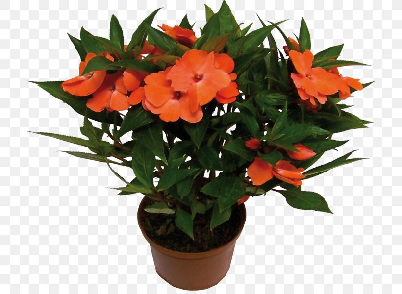 Houseplant Flower Impatiens Hawkeri Impatiens Walleriana, PNG, 710x600px, Plant, Annual Plant, Balsaminaceae, Chinese Evergreens, Cut Flowers Download Free
