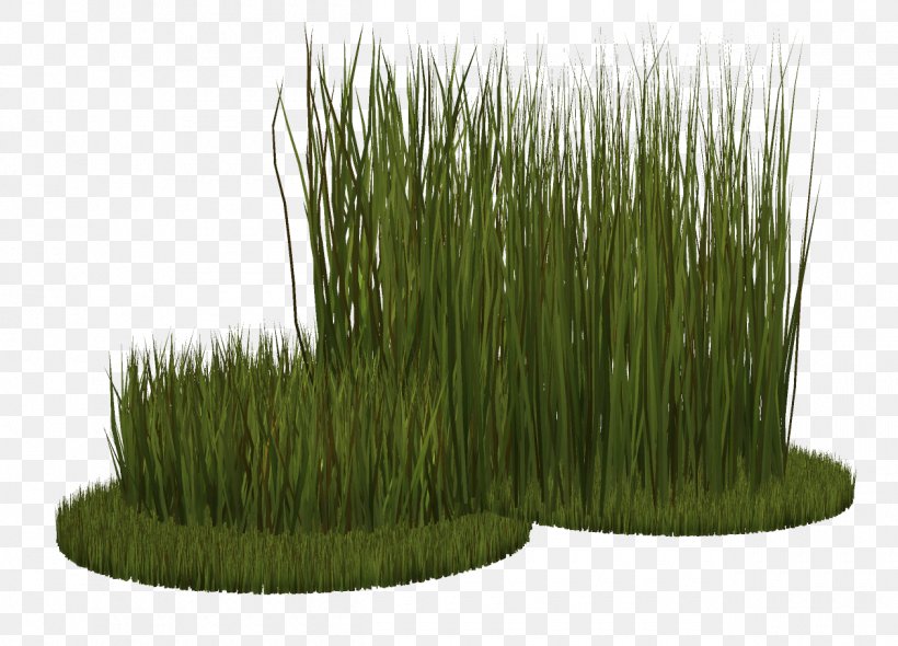 Ryegrass Herbaceous Plant Grasses, PNG, 1260x908px, Grass, Grass Family, Grasses, Herbaceous Plant, Plant Download Free