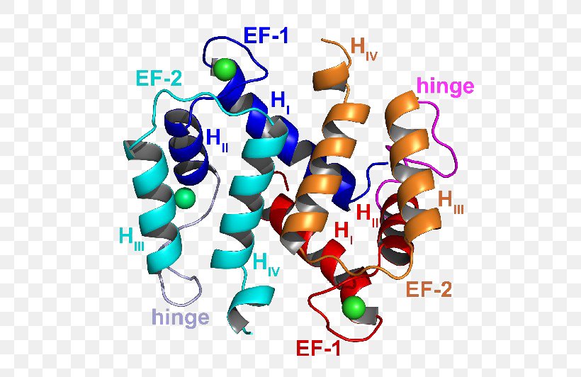 S100 Protein Laboratory Experiment Organism, PNG, 532x532px, Protein, Antibody, Area, Artery, Artwork Download Free