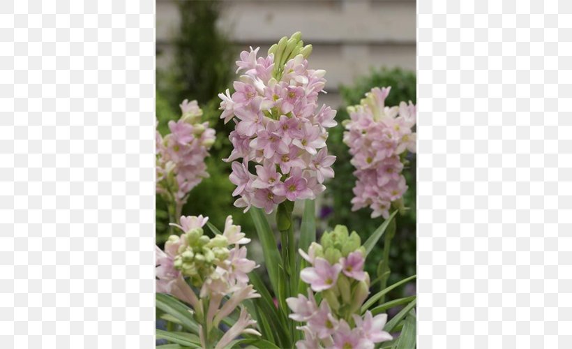 Tuberose Spring Bulbs Odor Flower, PNG, 500x500px, Tuberose, Bulb, Crocus, English Lavender, Flower Download Free