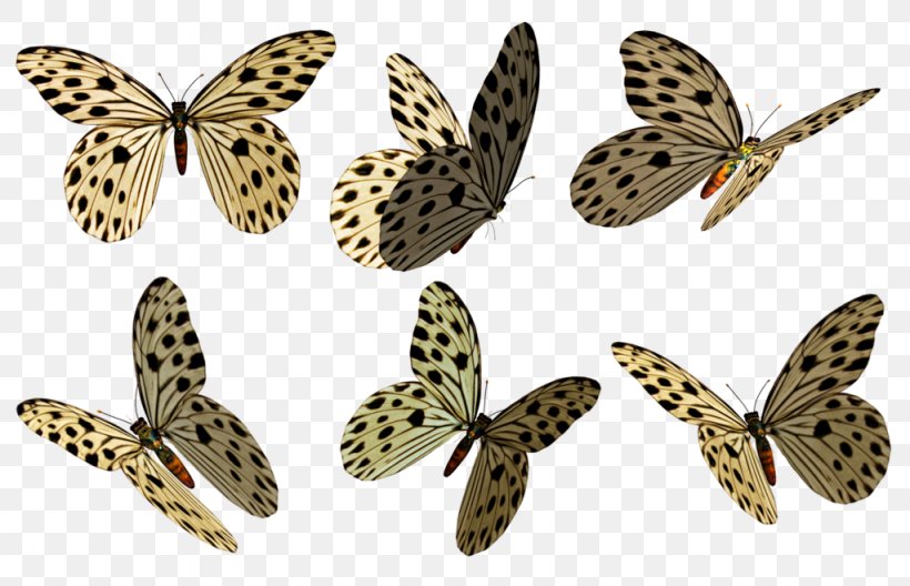 Butterfly Moth Art Stock Owl Butterflies, PNG, 1024x660px, Butterfly, Art, Arthropod, Bird, Brush Footed Butterfly Download Free