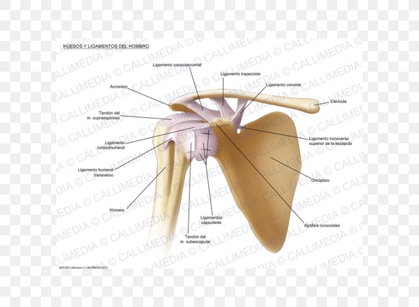 Shoulder Joint Shoulder Joint Ligament Bone, PNG, 600x600px, Watercolor, Cartoon, Flower, Frame, Heart Download Free