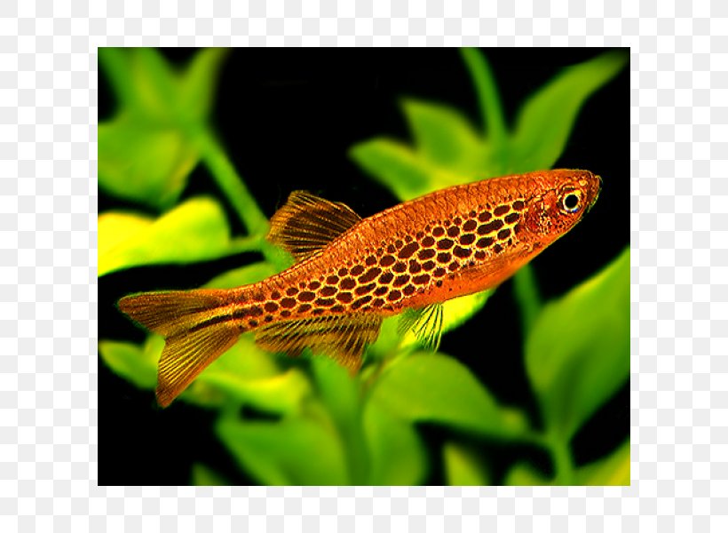 Koi Zebrafish Aquariums Freshwater Fish, PNG, 600x600px, Koi, Aquarium, Aquariums, Aquatic Plant, Fish Download Free