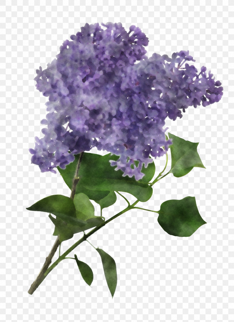 Lavender, PNG, 2400x3300px, Flower, Branch, California Lilac, Cornales, Cut Flowers Download Free