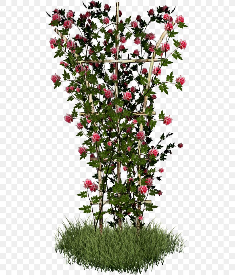 Rose Shrub Plant Flower, PNG, 504x957px, Rose, Blossom, Branch, Drawing, English Roses Download Free