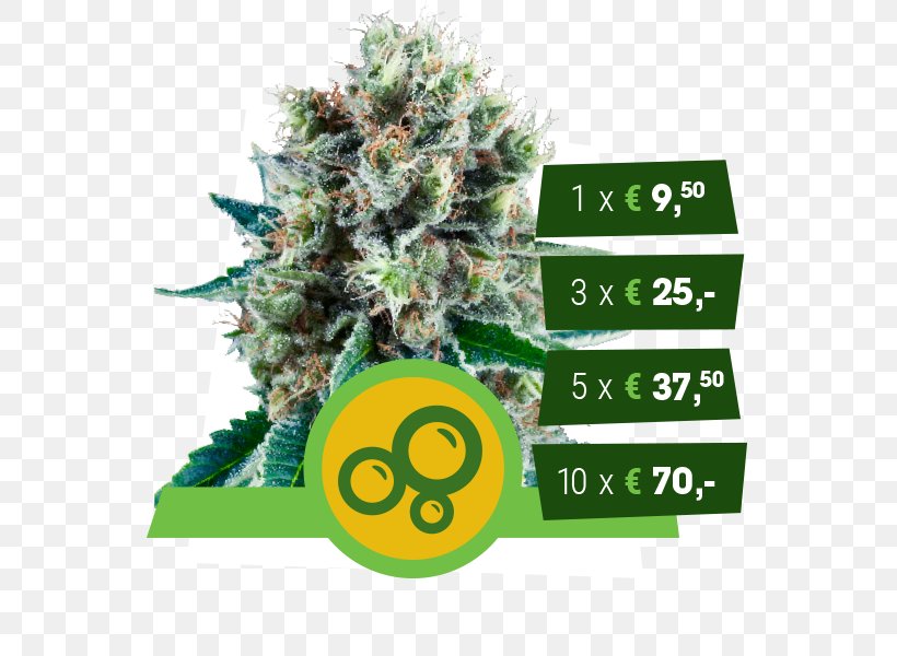 Kush Autoflowering Cannabis Cannabis Ruderalis Seed, PNG, 600x600px, Kush, Arjan Roskam, Autoflowering Cannabis, Bubble, Cannabidiol Download Free