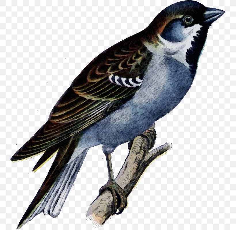 Bird Beak Perching Bird Jay Songbird, PNG, 747x800px, Watercolor, Beak, Bird, Jay, Paint Download Free