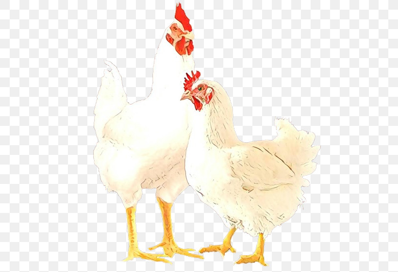 Chicken Bird Rooster Comb Beak, PNG, 525x562px, Chicken, Beak, Bird, Comb, Fowl Download Free