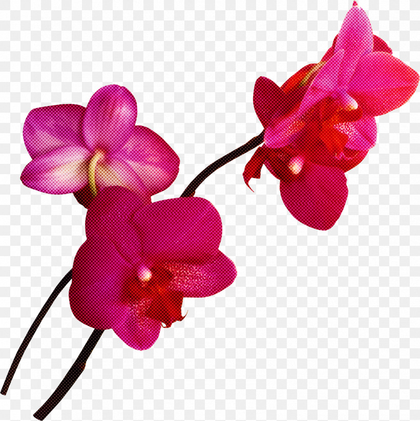 Flower Pink Petal Magenta Moth Orchid, PNG, 1595x1600px, Flower, Magenta, Moth Orchid, Petal, Pink Download Free