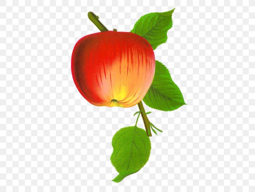 Clip Art Apple Vector Graphics Illustration, PNG, 430x620px, Apple, Apple Cider, Botany, Flower, Flowering Plant Download Free