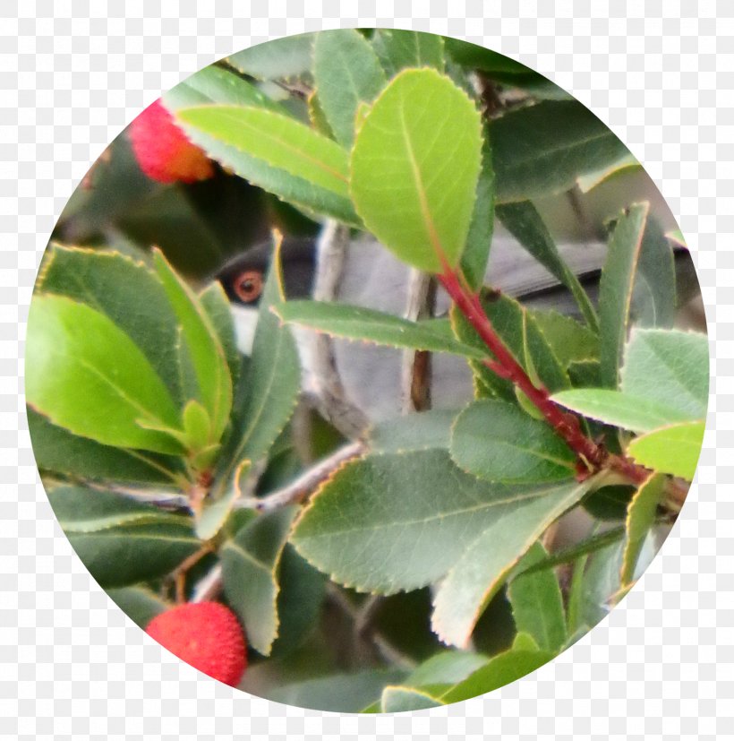 Strawberry Tree Arctostaphylos Madroñera Motacillidae, PNG, 1586x1600px, Strawberry Tree, Aquifoliaceae, Aquifoliales, Arctostaphylos, Arctostaphylos Uva Ursi Download Free