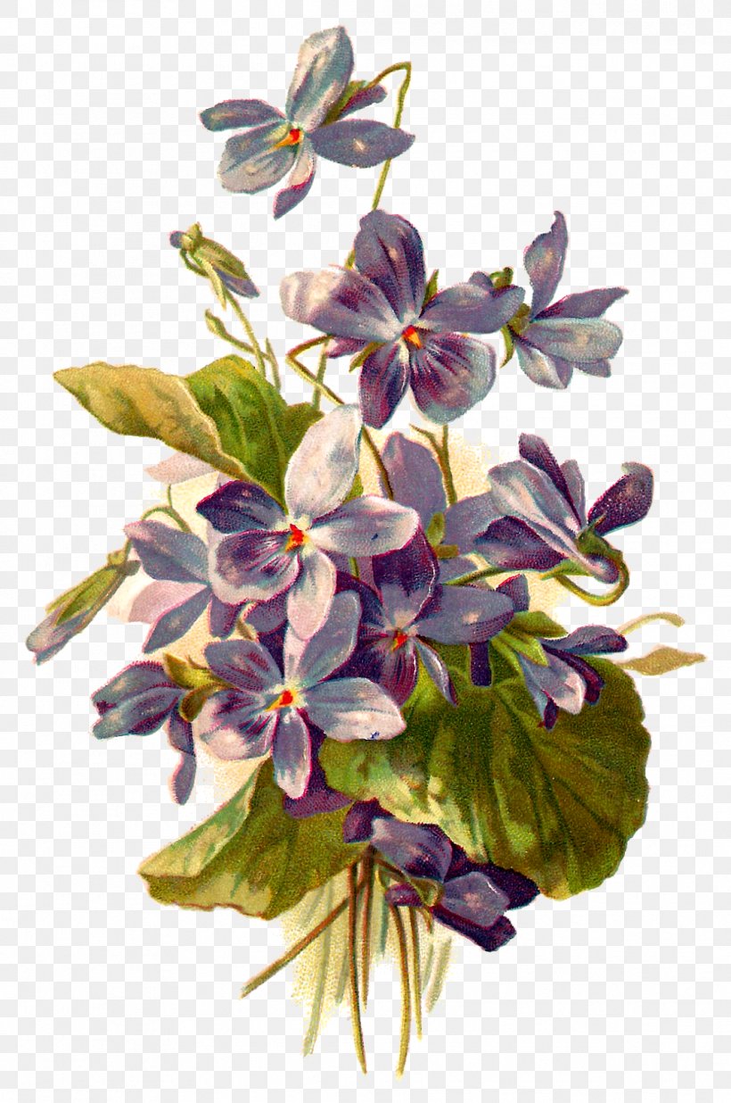 Flower Botanical Illustration Botany Clip Art, PNG, 1061x1600px, Flower, Botanical Illustration, Botany, Cut Flowers, Floral Design Download Free