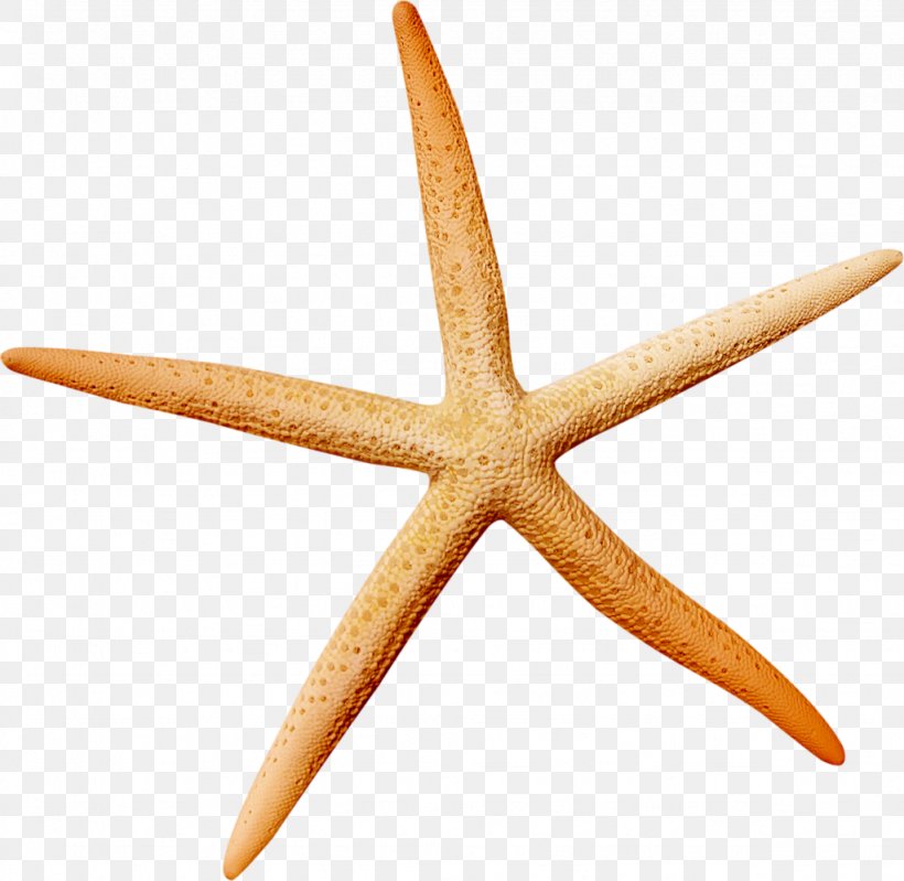 Starfish Icon, PNG, 1024x999px, Starfish, Designer, Echinoderm, Invertebrate, Marine Invertebrates Download Free