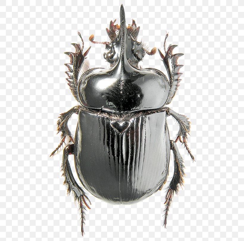Beetle Ceratophyus Polyceros Geotrupidae Goliathus, PNG, 522x811px, Beetle, Animal, Antenna, Arthropod, Ceratophyus Polyceros Download Free