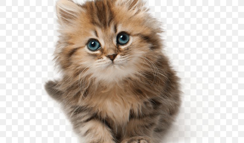 Kitten Munchkin Cat Puppy Tonkinese Cat Clip Art, PNG, 640x480px, Watercolor, Cartoon, Flower, Frame, Heart Download Free