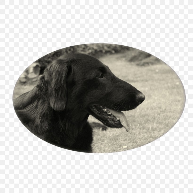 Labrador Retriever Flat-Coated Retriever Puppy Dog Breed, PNG, 1024x1024px, Labrador Retriever, Breed, Breed Group Dog, Carnivoran, Dog Download Free