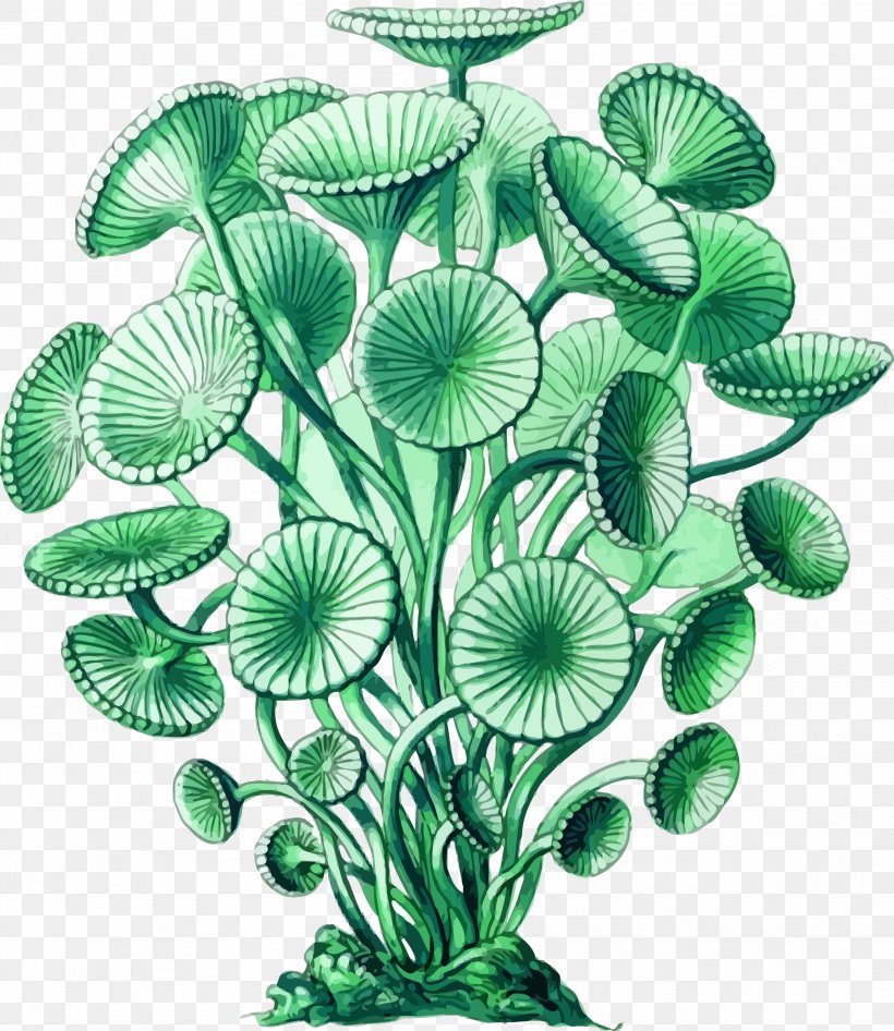 Seaweed Green Algae Art Forms In Nature, PNG, 2079x2400px, Seaweed, Acetabularia, Algae, Aquarium Decor, Art Forms In Nature Download Free