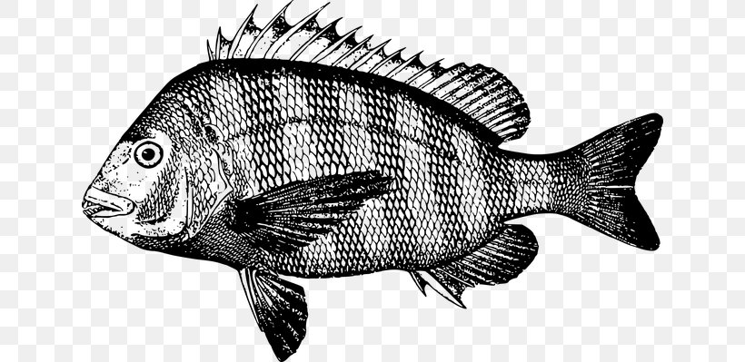 Sheepshead Fish, PNG, 640x399px, Sheepshead, Barramundi, Black And White, Drawing, Fauna Download Free
